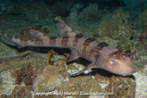 Whitespotted bamboo shark