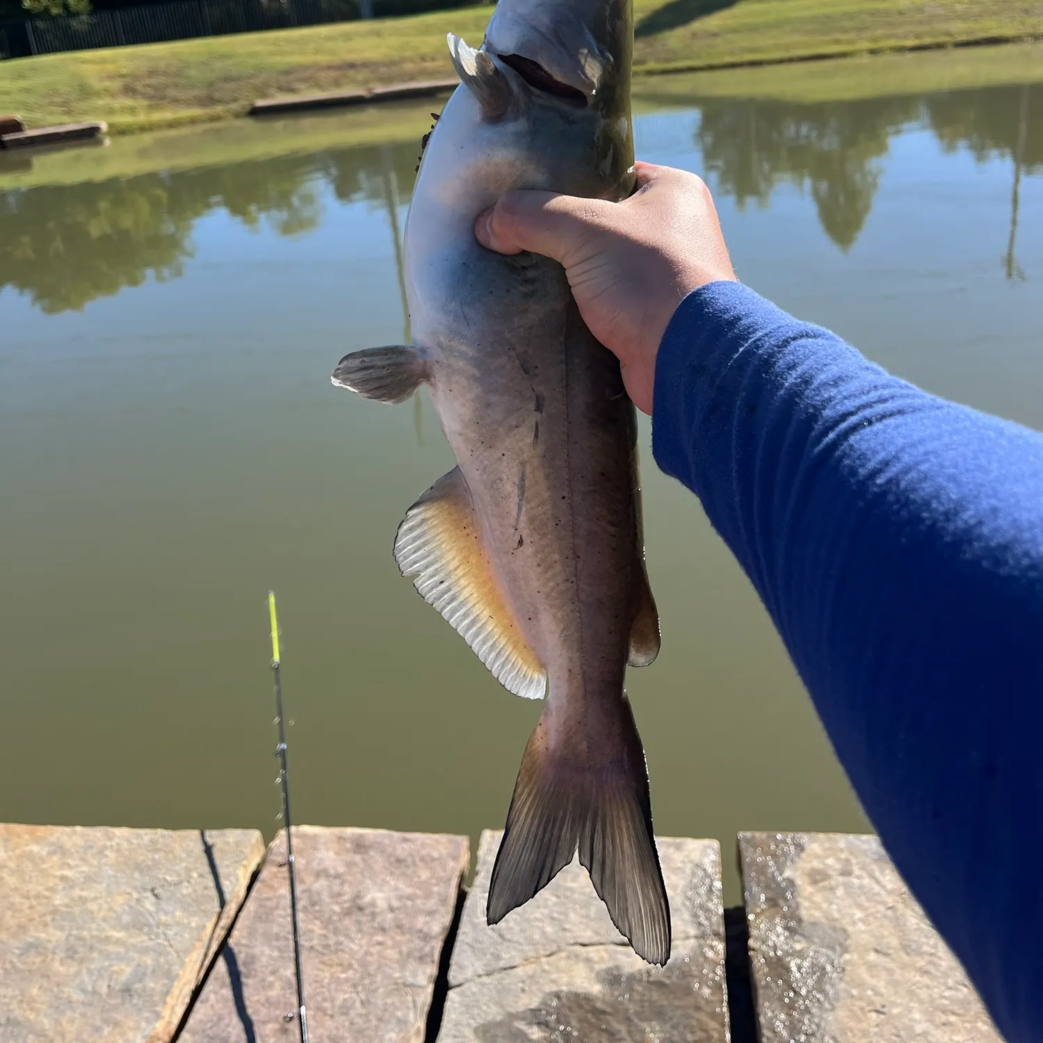 Channel catfish caught on Fishbrain