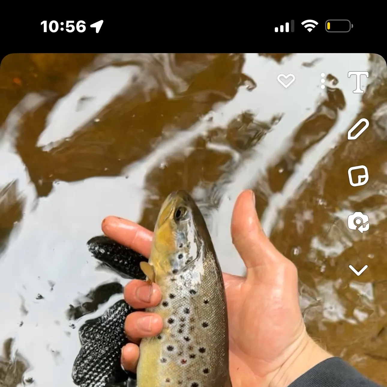 recently logged catches