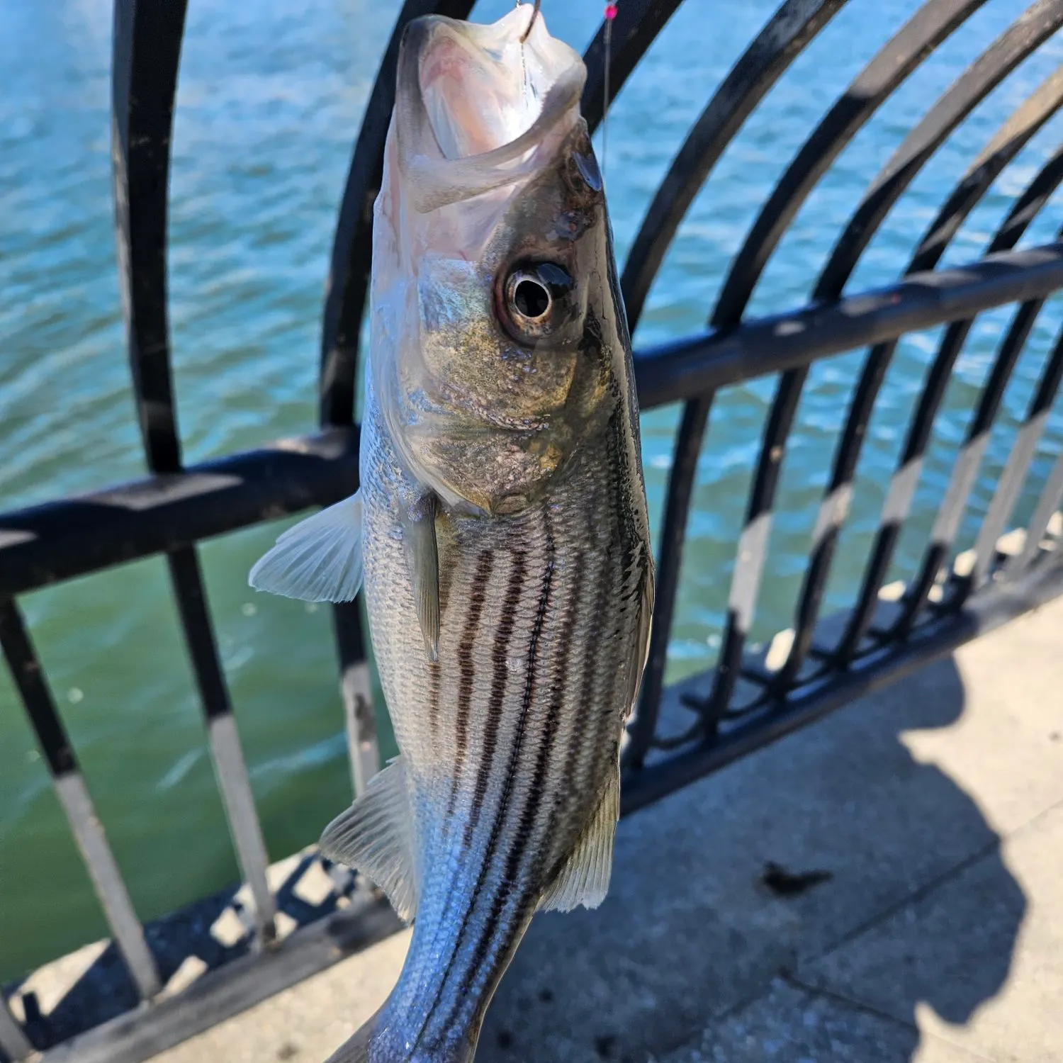 Striped bass caught on Fishbrain
