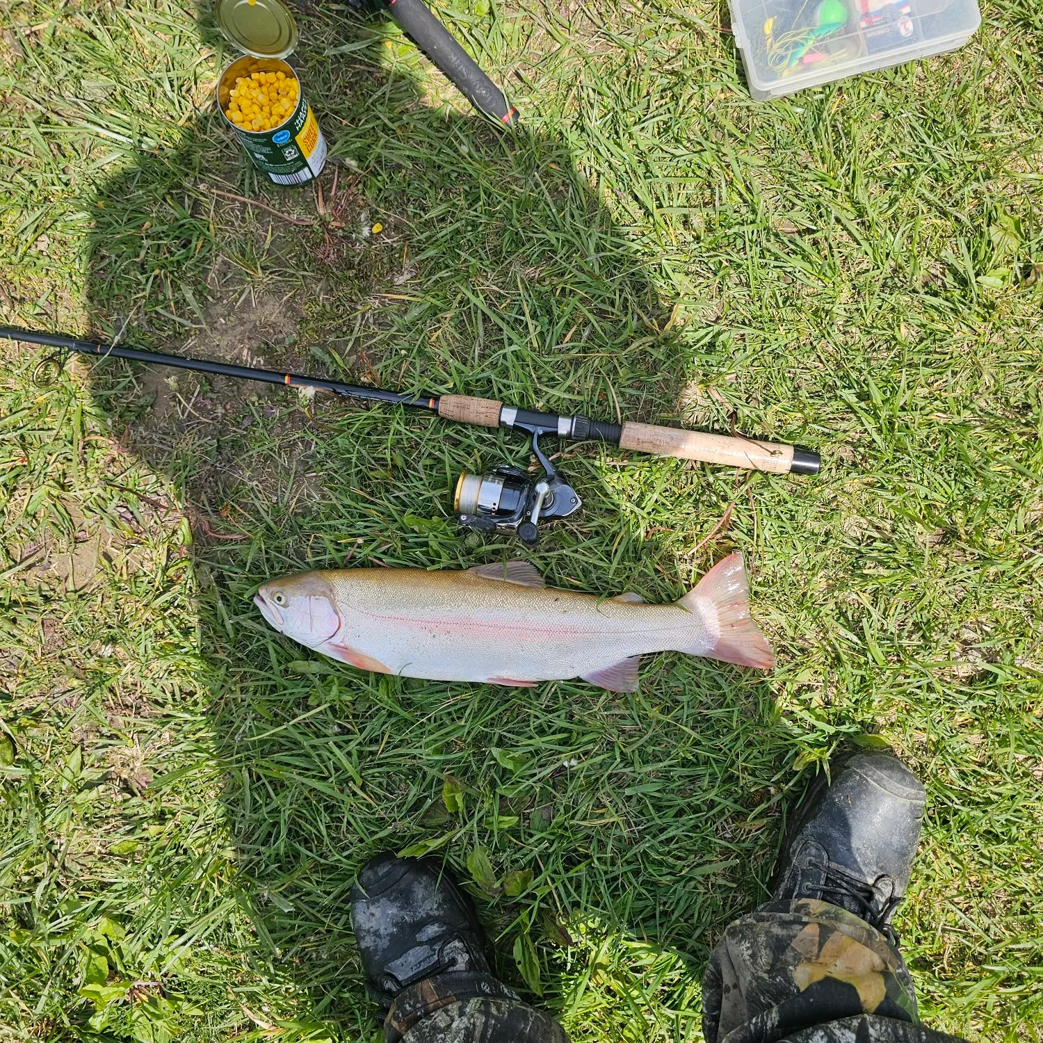 The most recent Golden rainbow trout catches on Fishbrain
