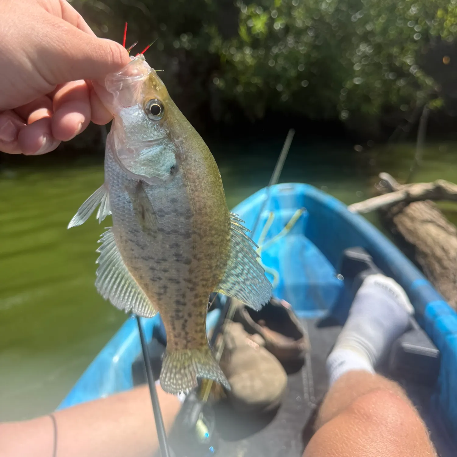White crappie caught on Fishbrain
