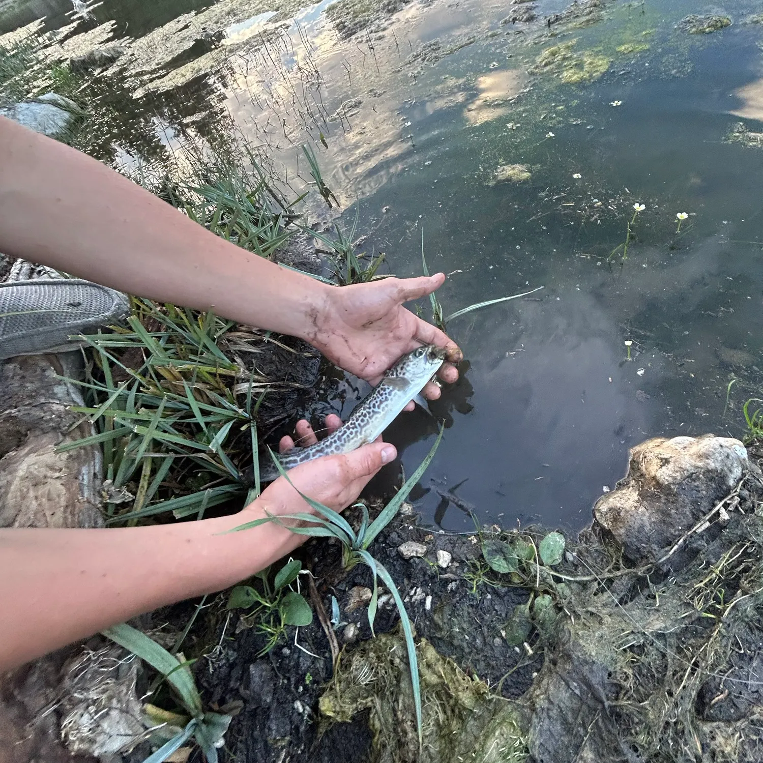 Tiger trout caught on Fishbrain