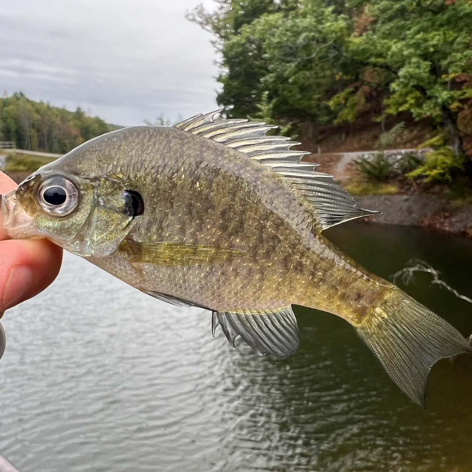 Bluegill caught on Fishbrain