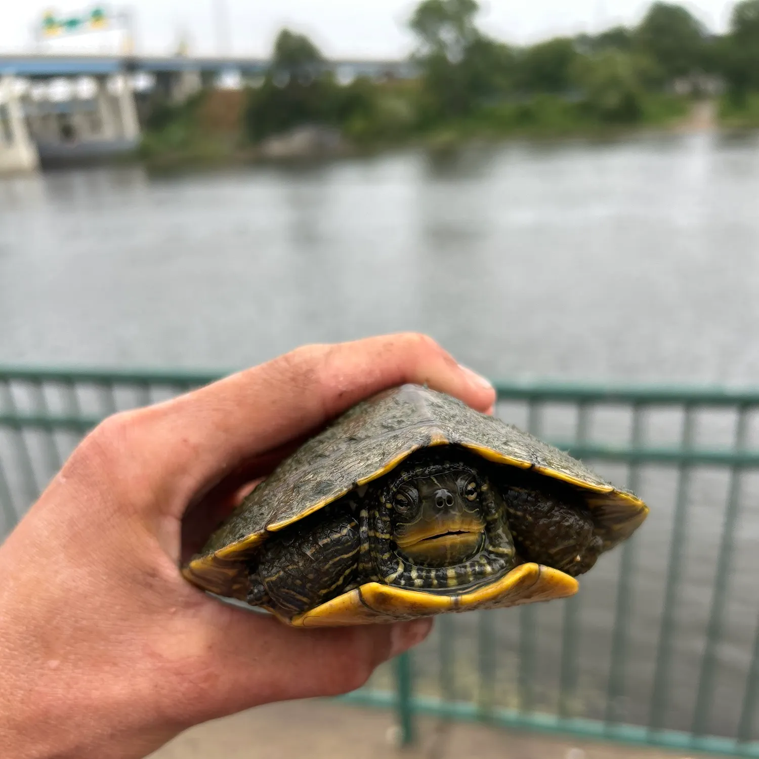 The most recent Northern map turtle catches on Fishbrain