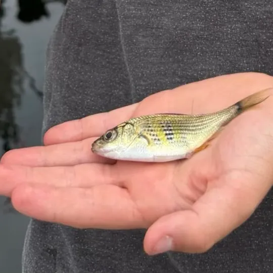 The most recent Shiner perch catches on Fishbrain