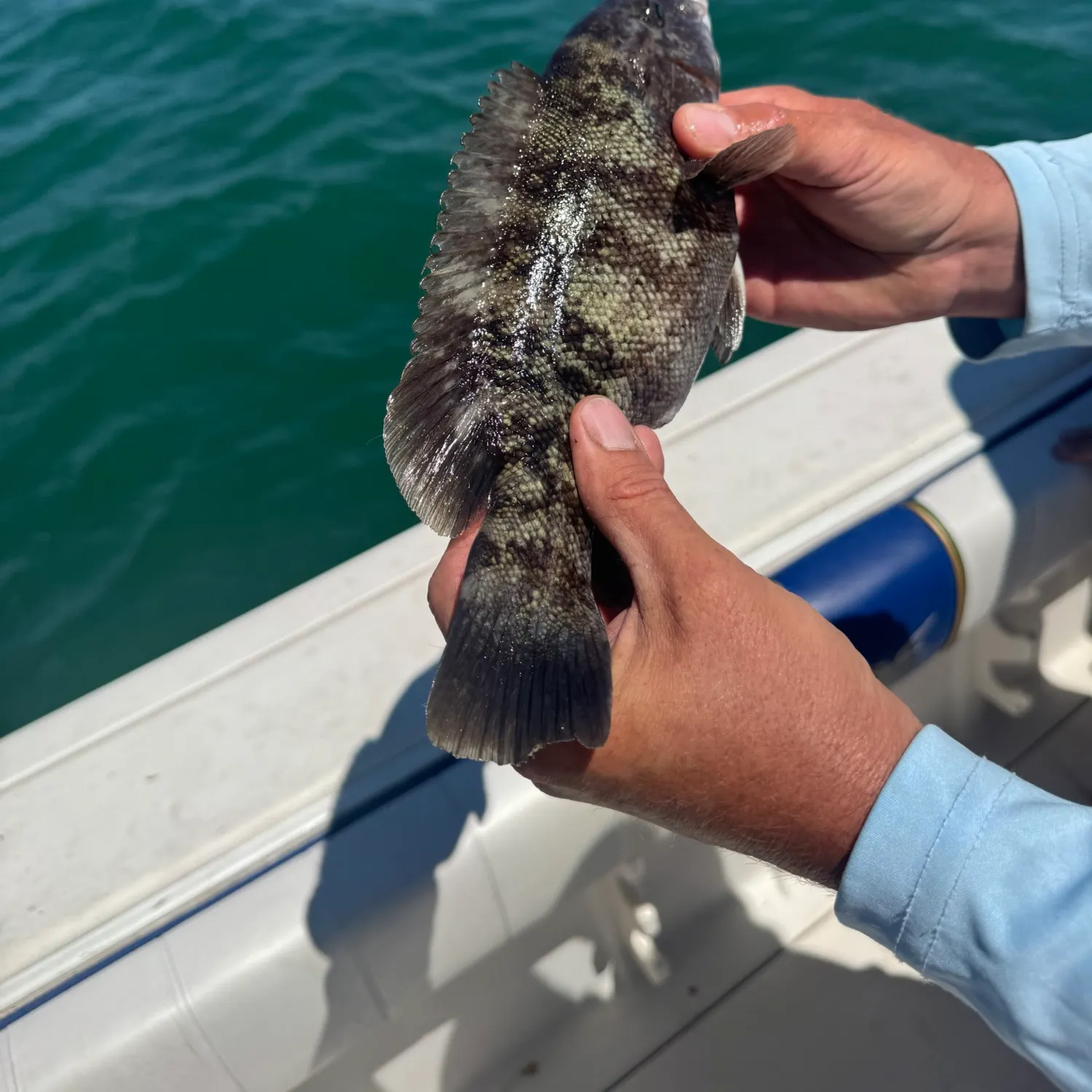 The most recent Tautog catches on Fishbrain