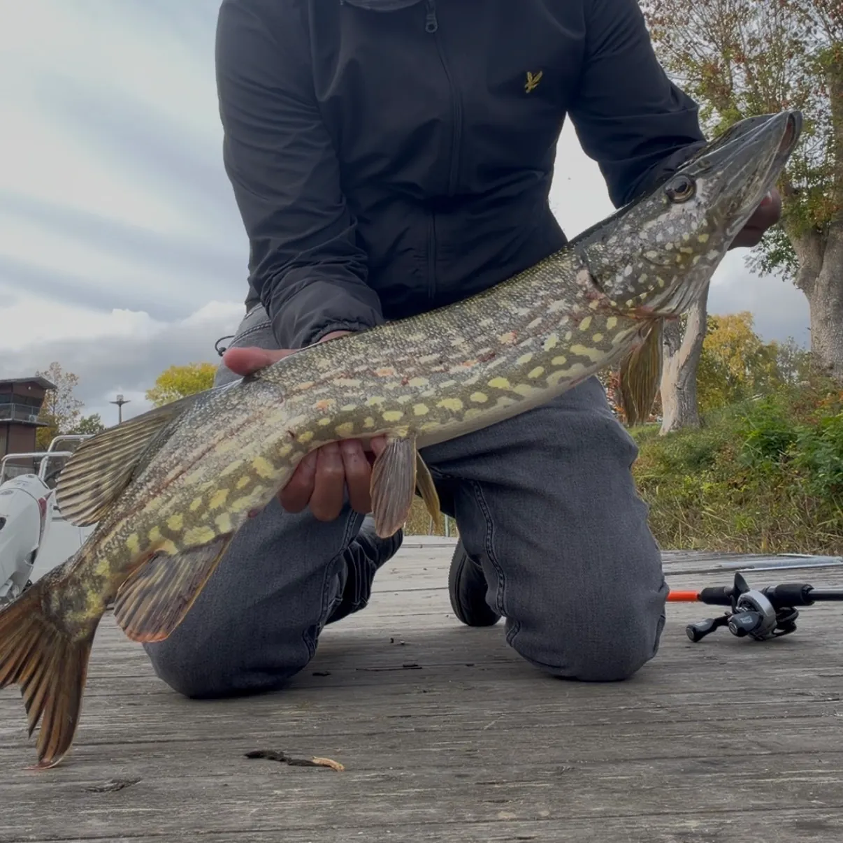 Northern pike caught on Fishbrain