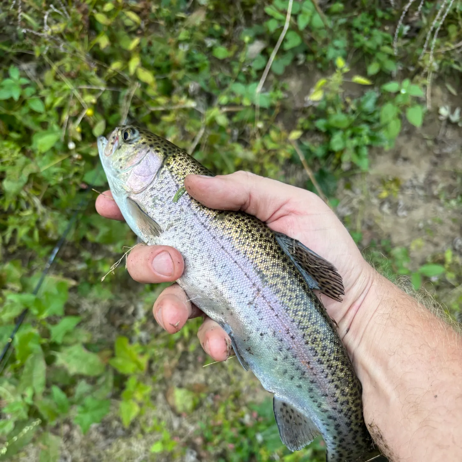 Rainbow trout caught on Fishbrain