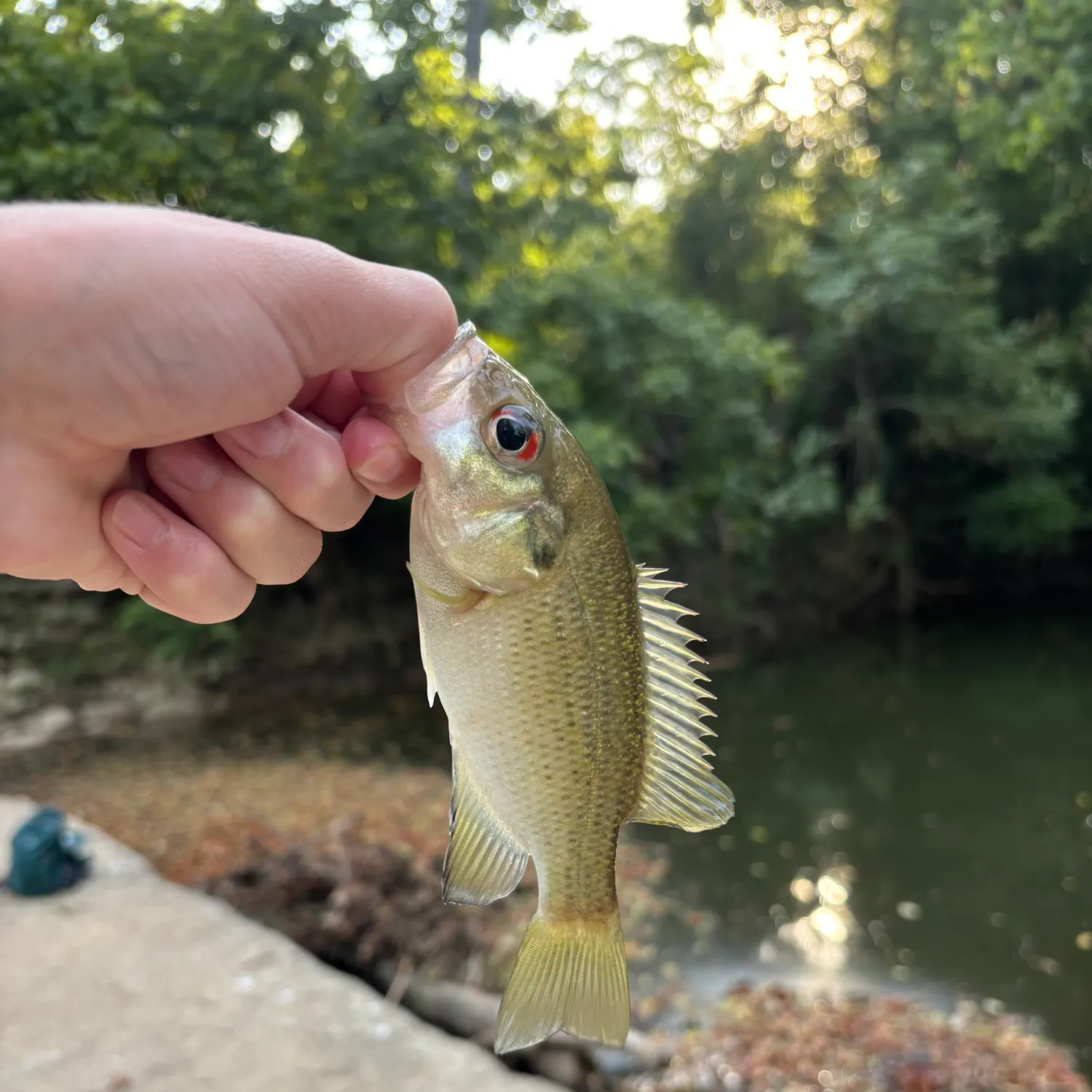 Rock bass caught on Fishbrain