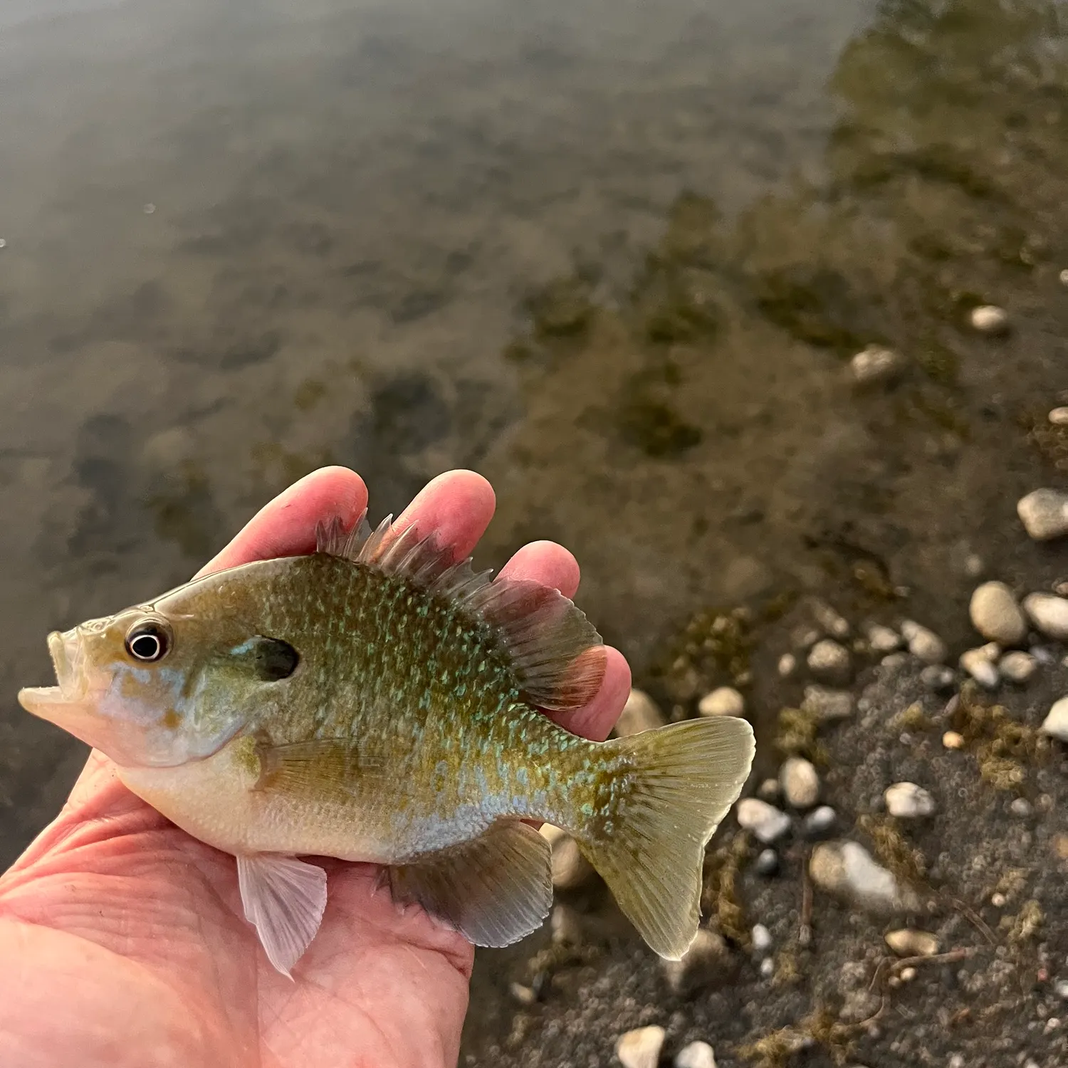 Greengill hybrid caught on Fishbrain