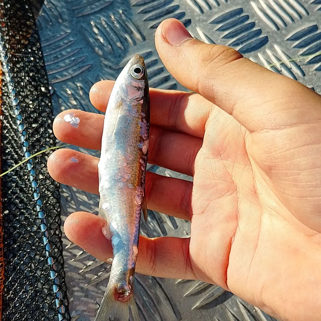 The most recent Vendace catches on Fishbrain