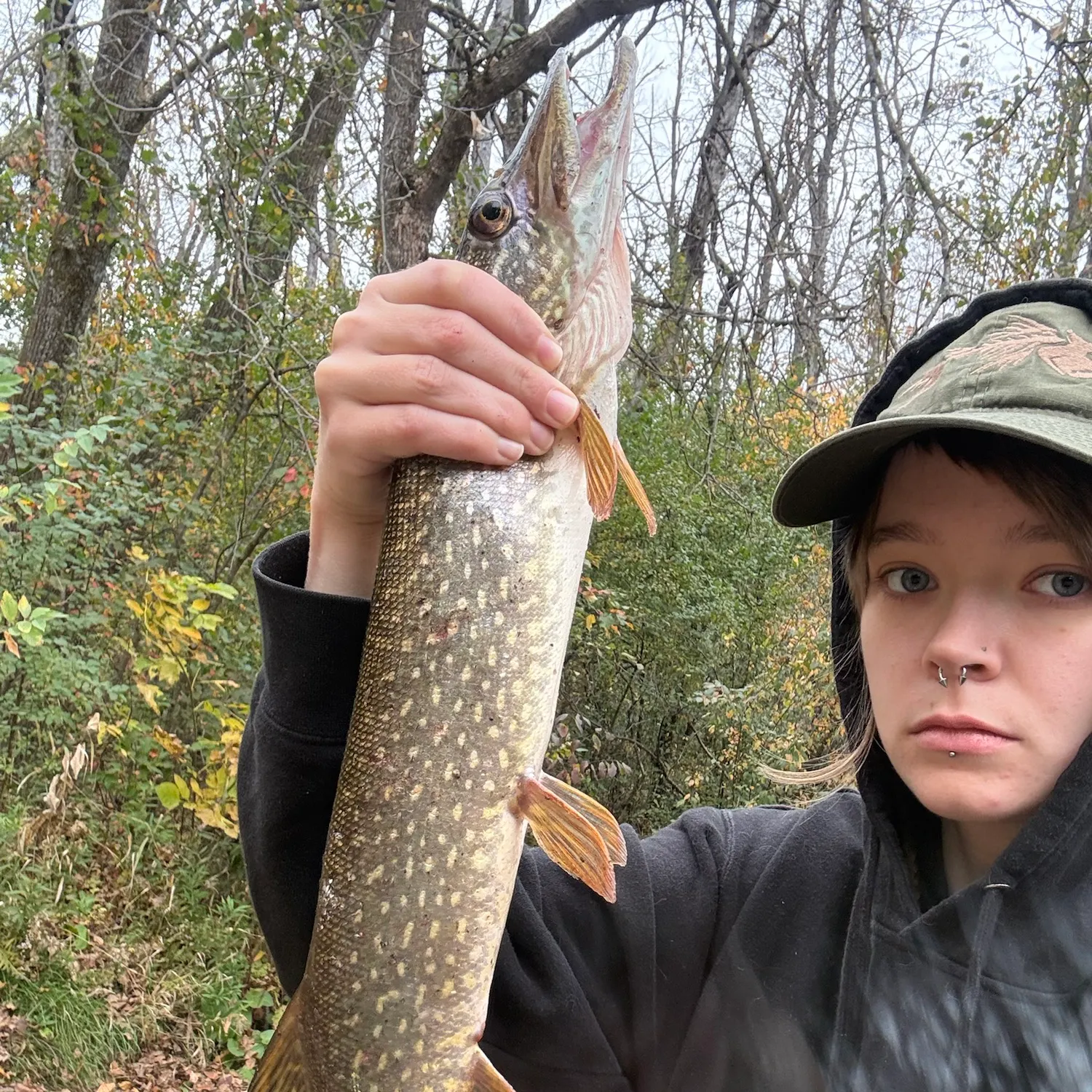 Northern pike caught on Fishbrain