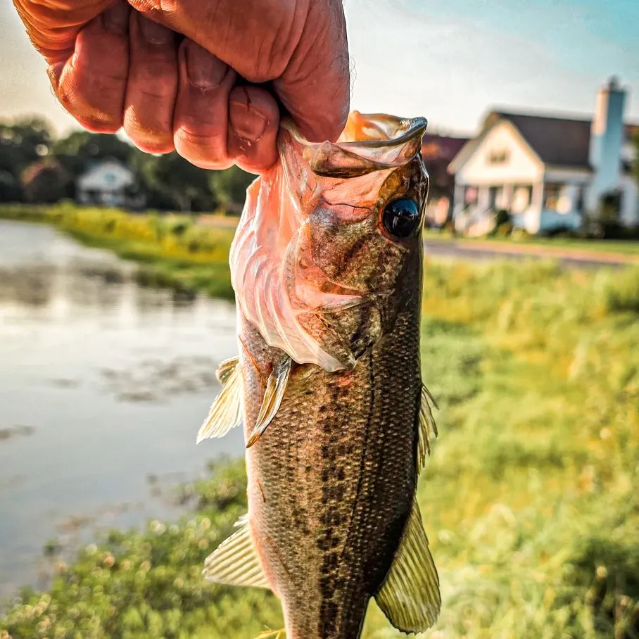 Largemouth bass caught on Fishbrain