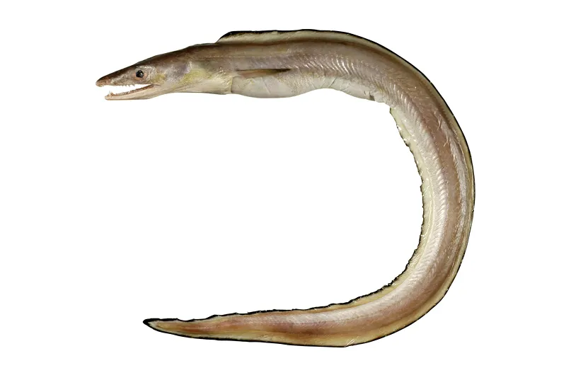 Common pike conger