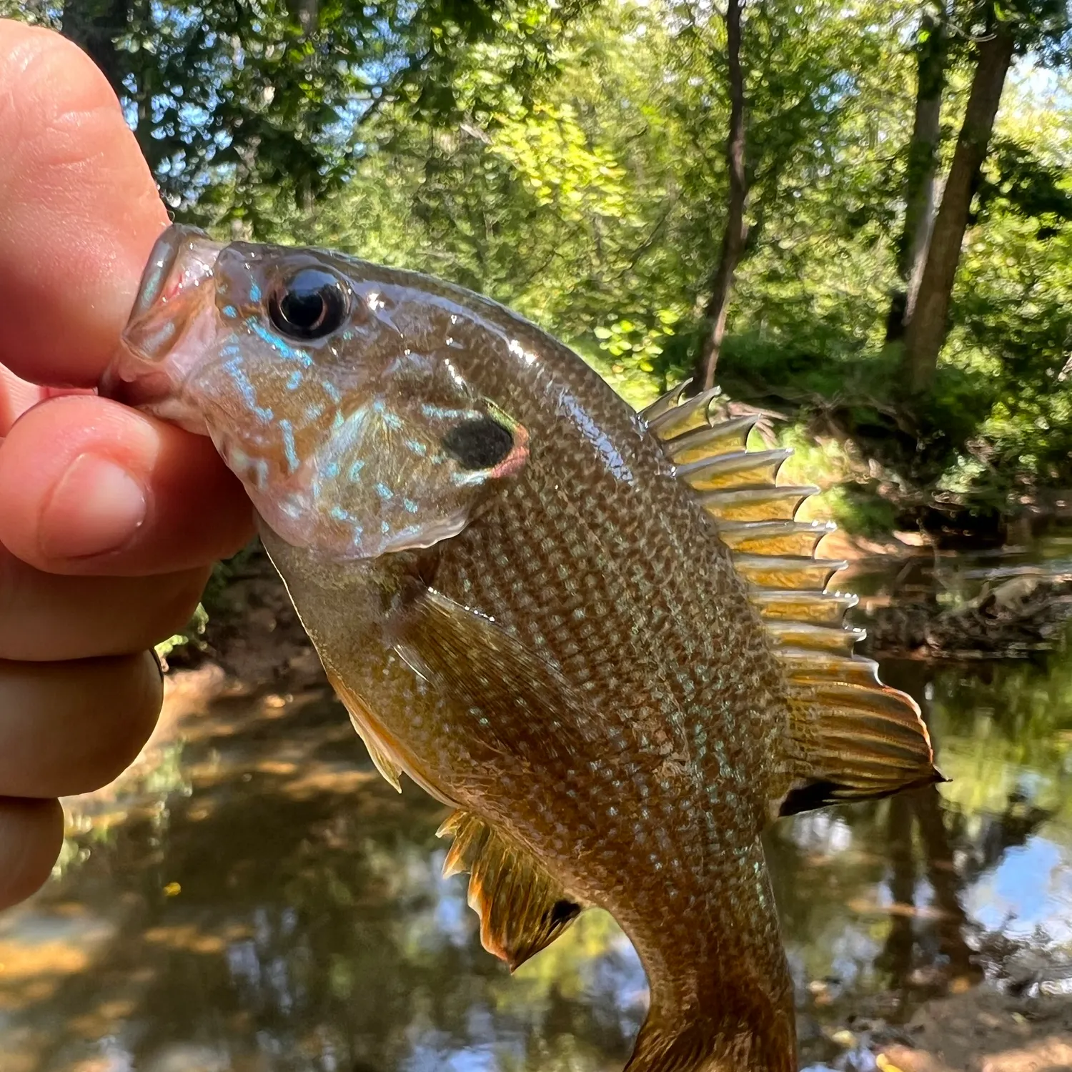 Green sunfish caught on Fishbrain