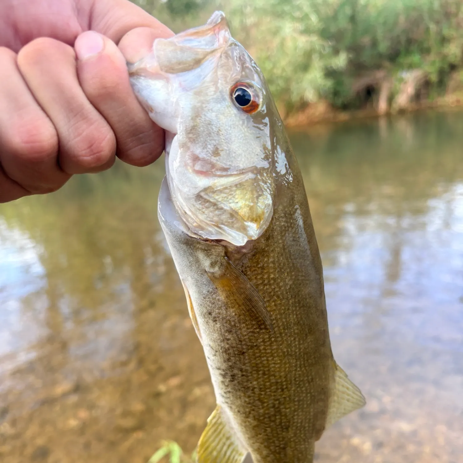 Smallmouth bass caught on Fishbrain