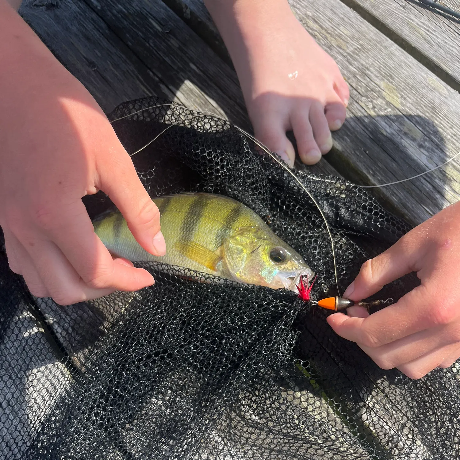 European perch caught on Fishbrain