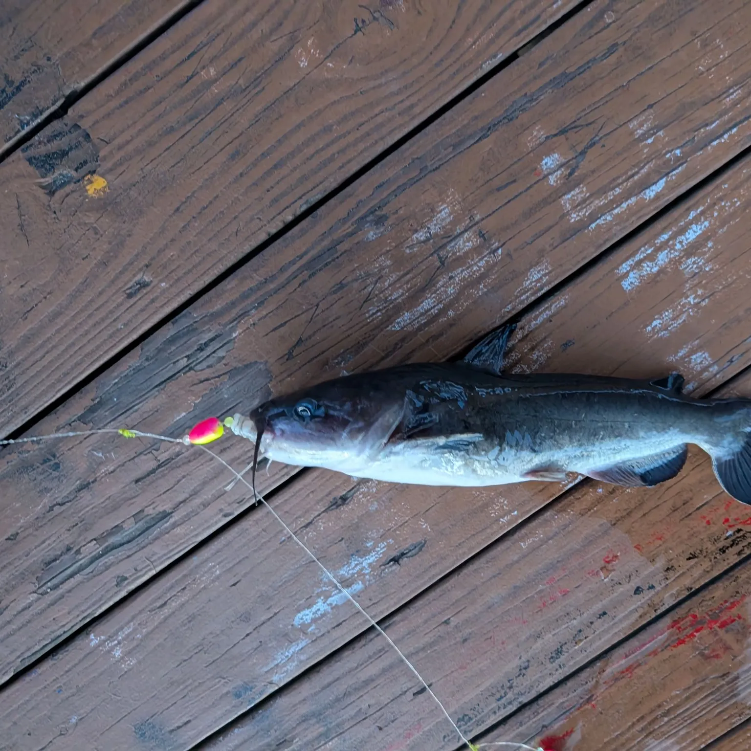 The most recent White bullhead catches on Fishbrain