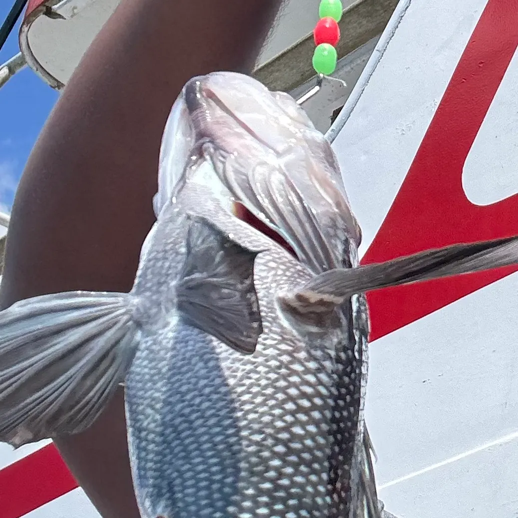 Black sea bass caught on Fishbrain