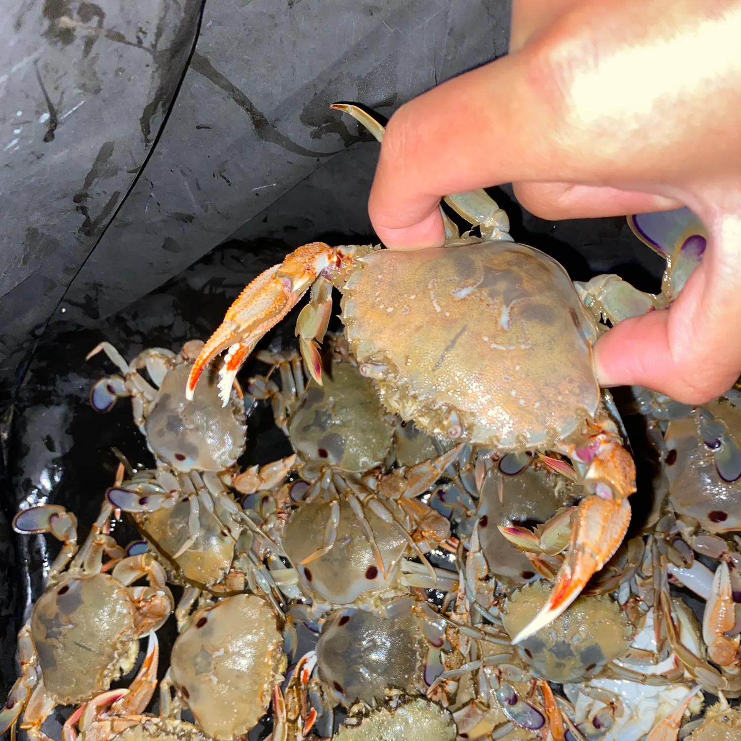 Threespot swimming crab caught on Fishbrain