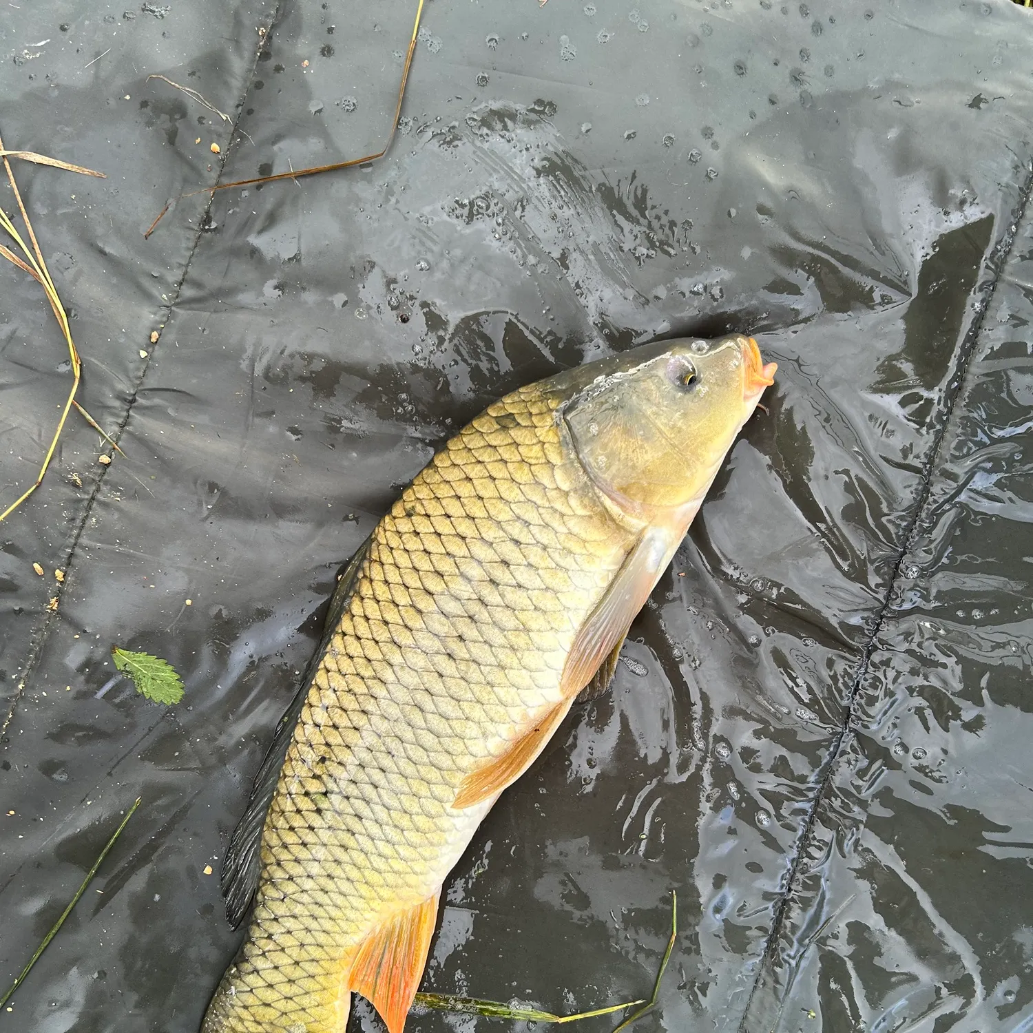 Common carp caught on Fishbrain