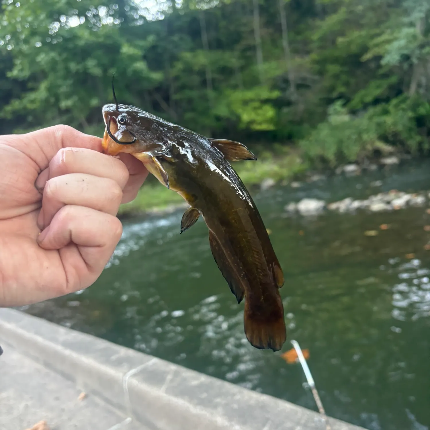 Yellow bullhead caught on Fishbrain