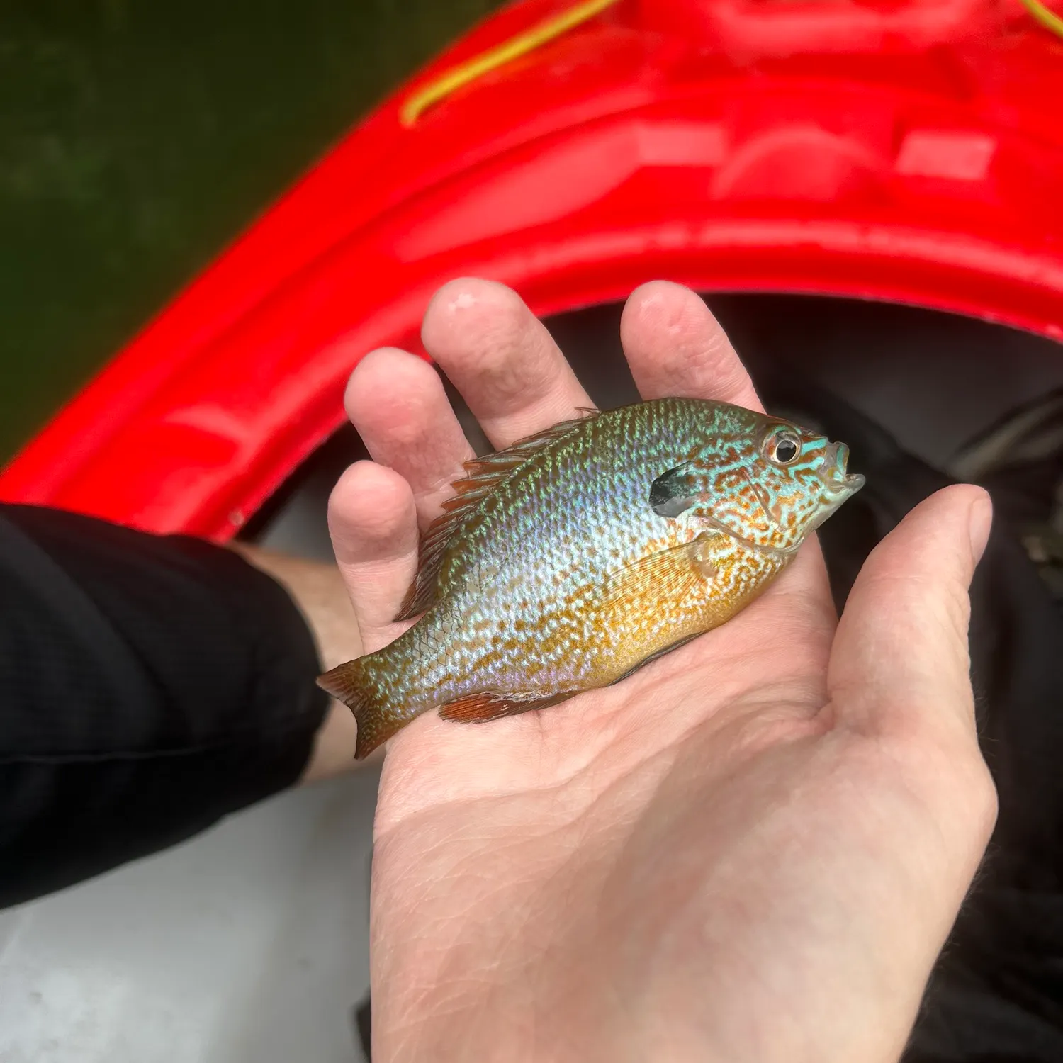Longear sunfish caught on Fishbrain