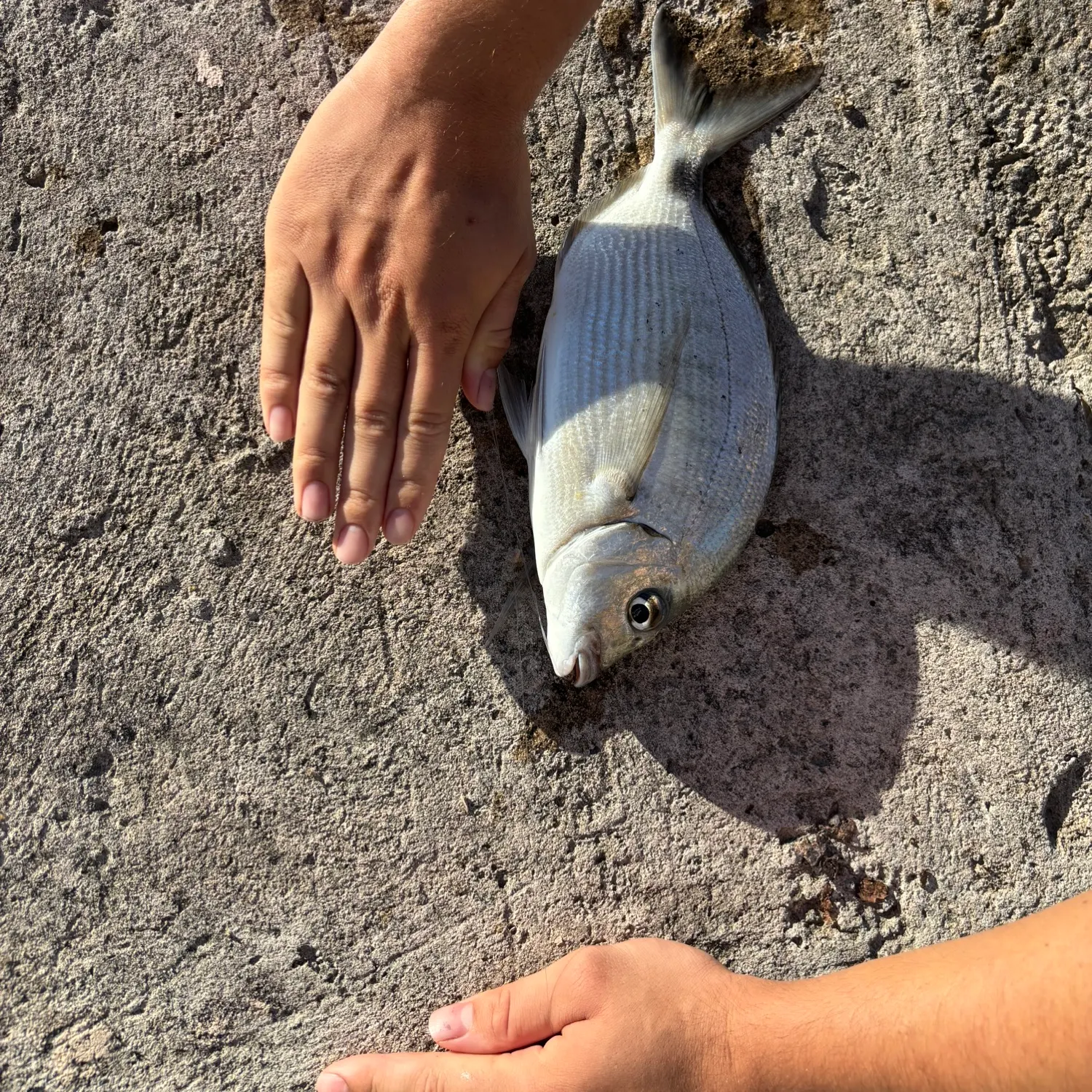 The most recent Spottail seabream catches on Fishbrain
