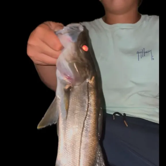 The most recent Tarpon Snook catches on Fishbrain