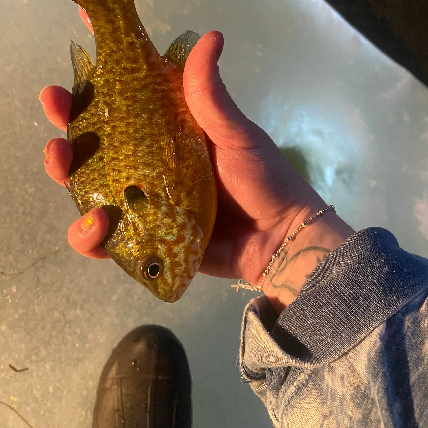 The most recent Pumpkinseed catches on Fishbrain