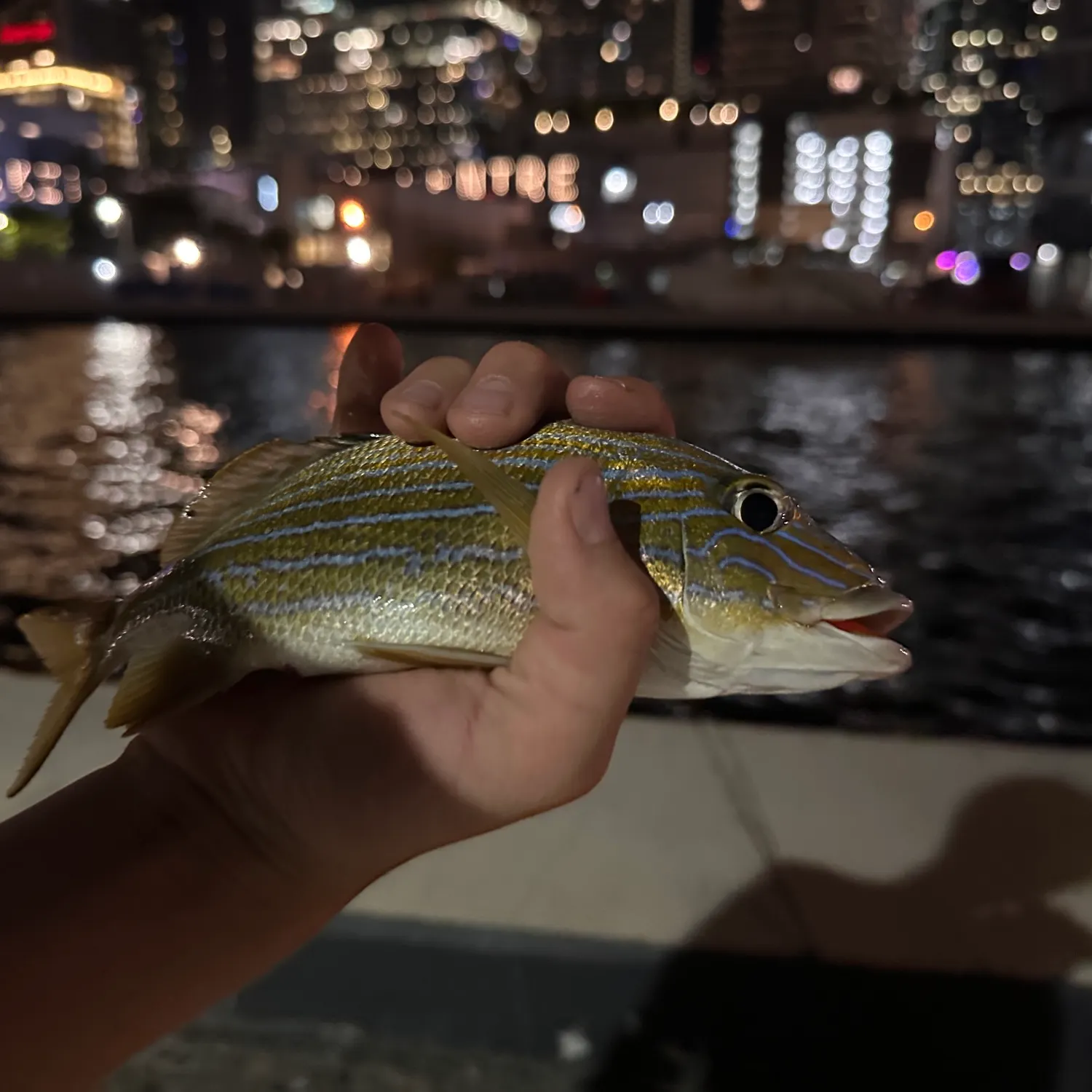 The most recent Bluestriped grunt catches on Fishbrain