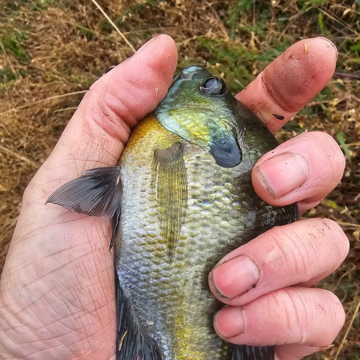 Bluegill caught on Fishbrain