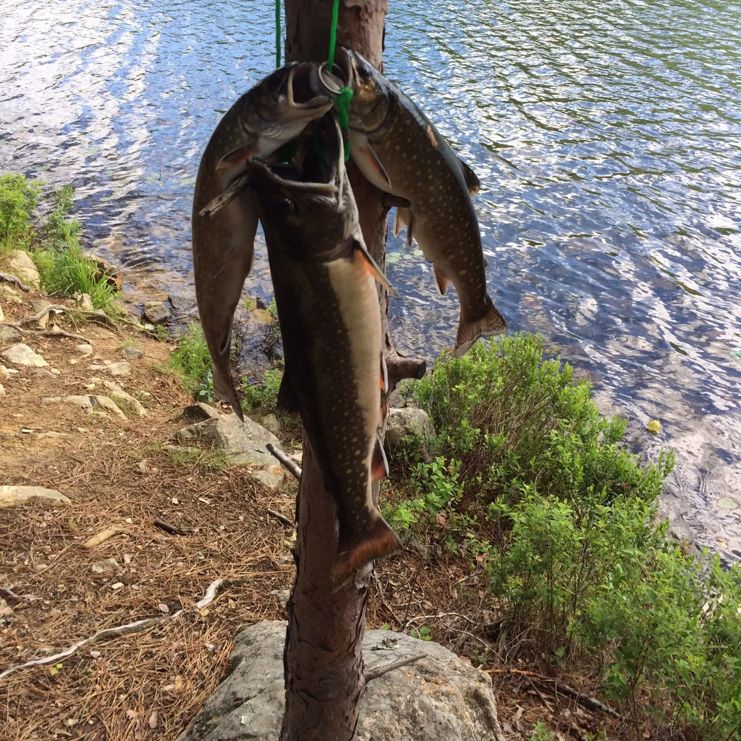 recently logged catches