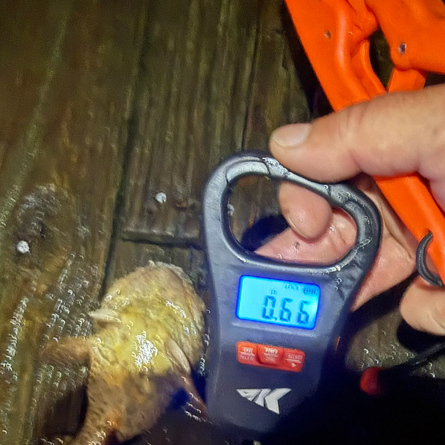 Oyster toadfish caught on Fishbrain