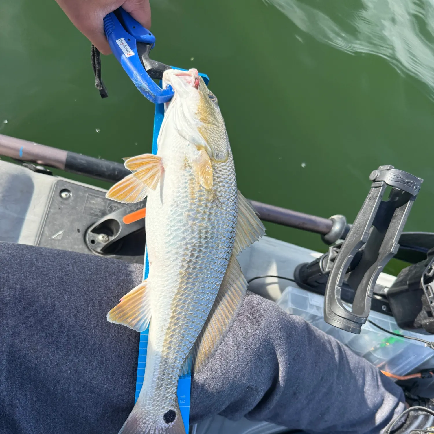 Red drum caught on Fishbrain
