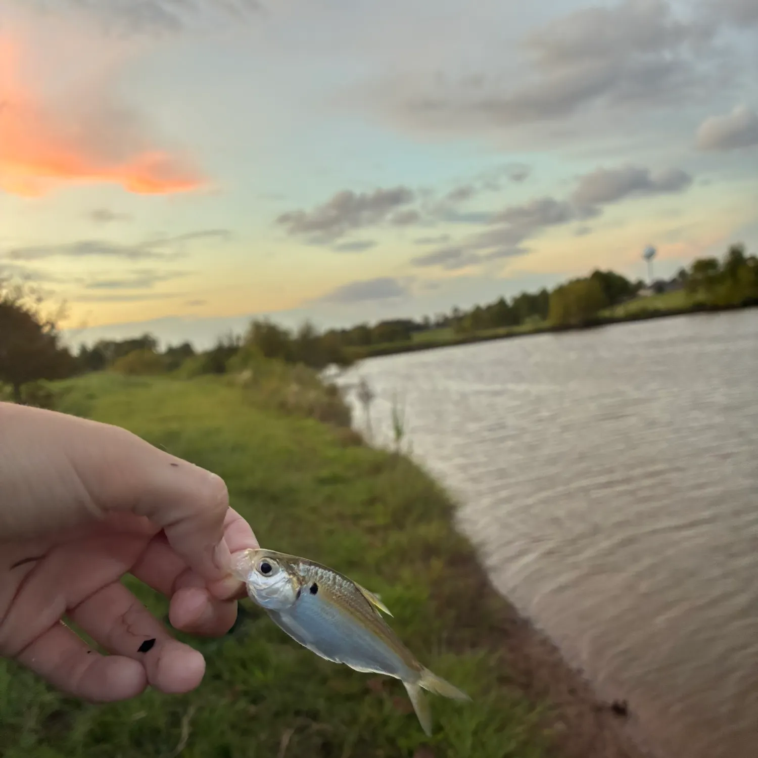 American gizzard shad caught on Fishbrain