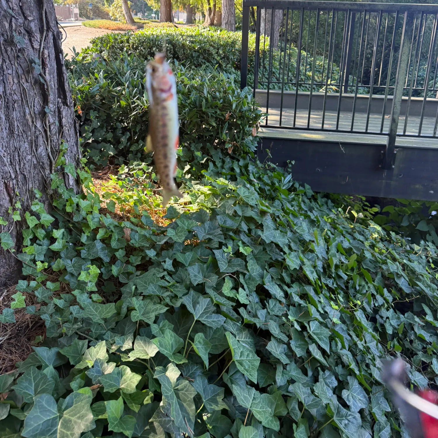 Cutthroat trout caught on Fishbrain