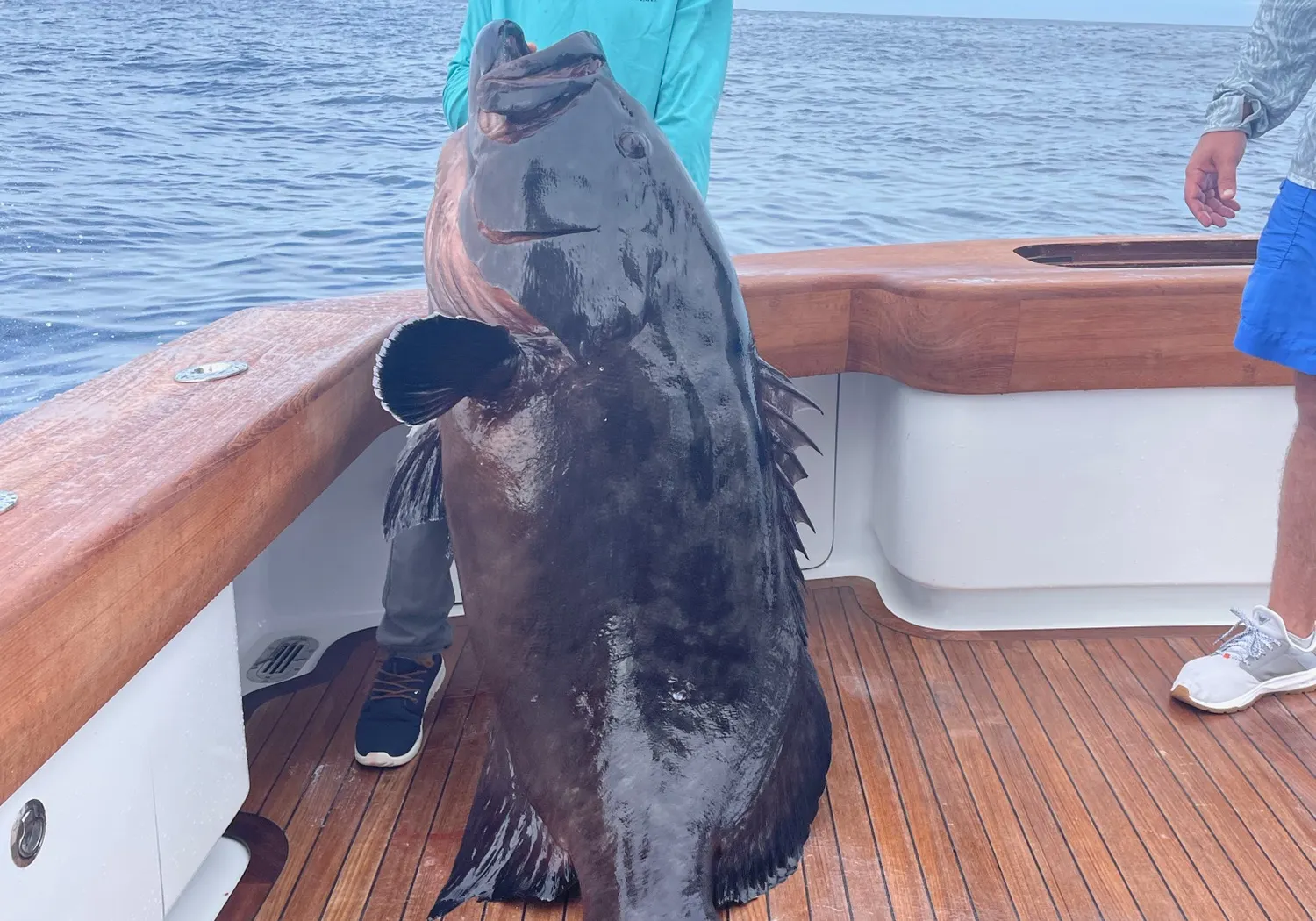 Giant sea bass