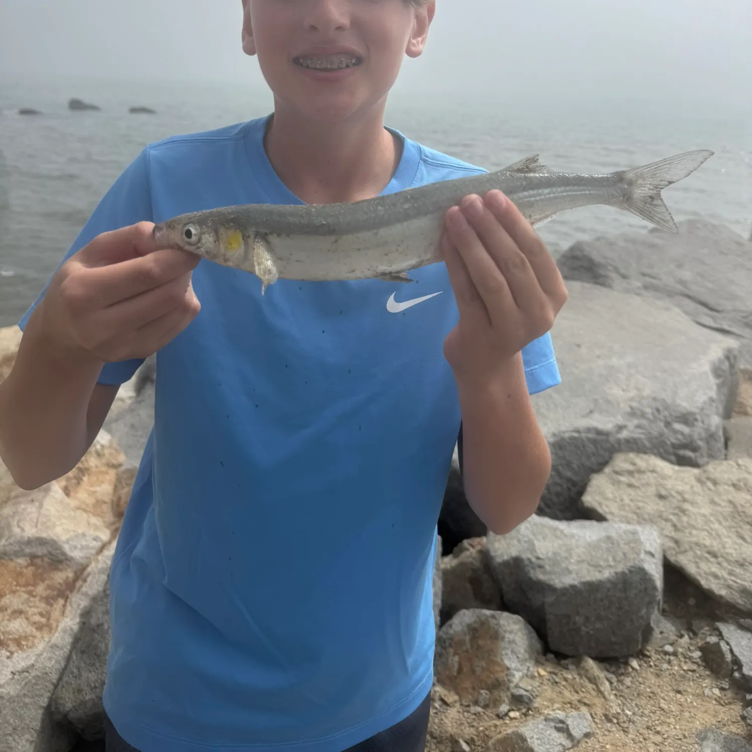 Surf smelt caught on Fishbrain