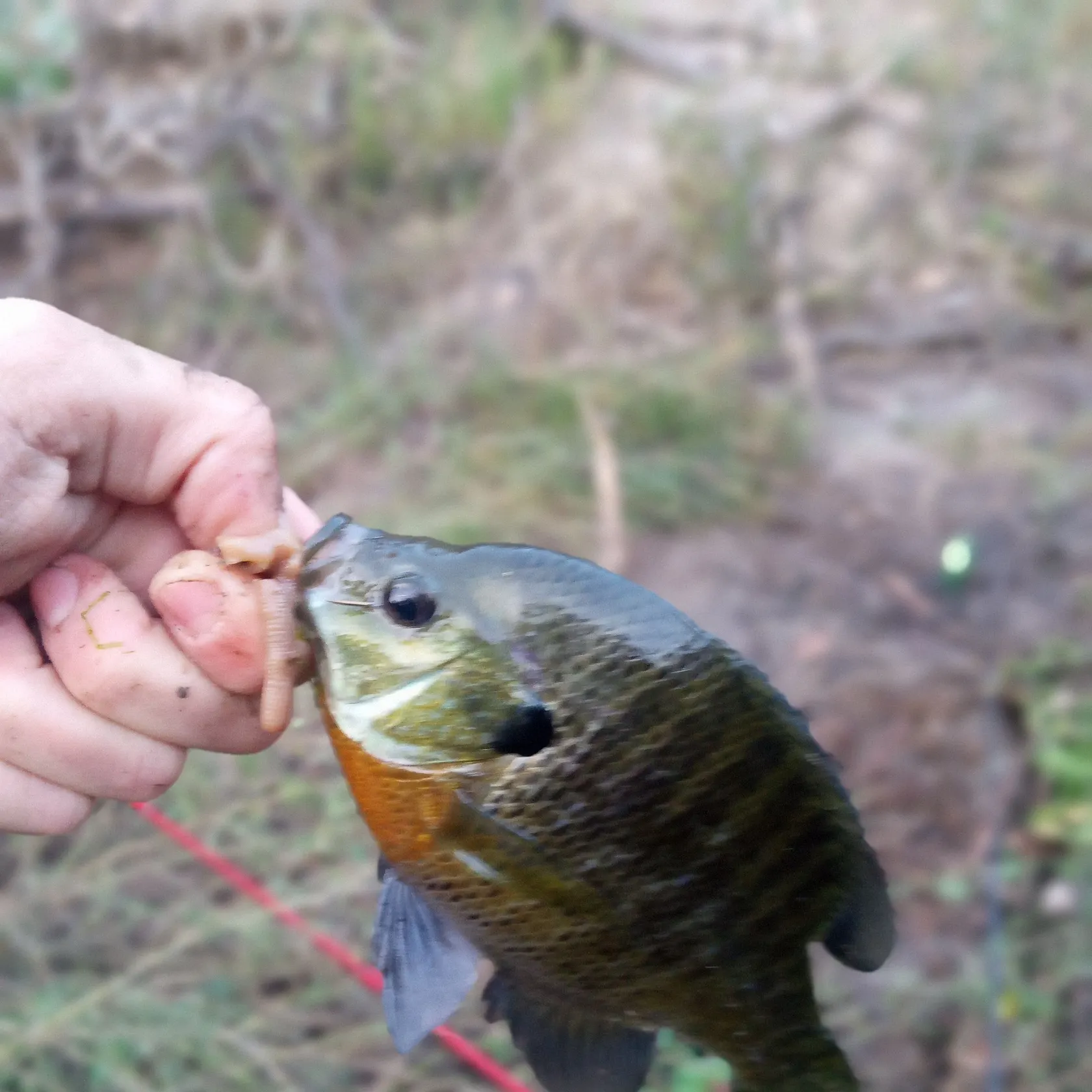 Bluegill caught on Fishbrain