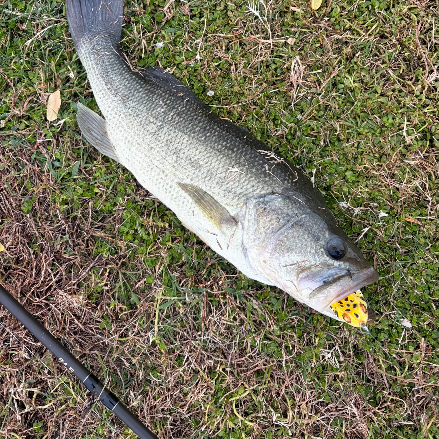 Largemouth bass caught on Fishbrain