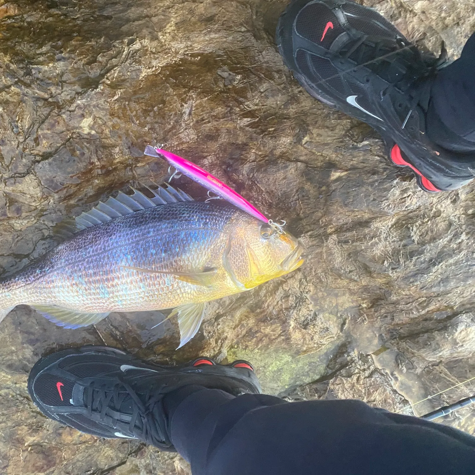 The most recent Common dentex catches on Fishbrain