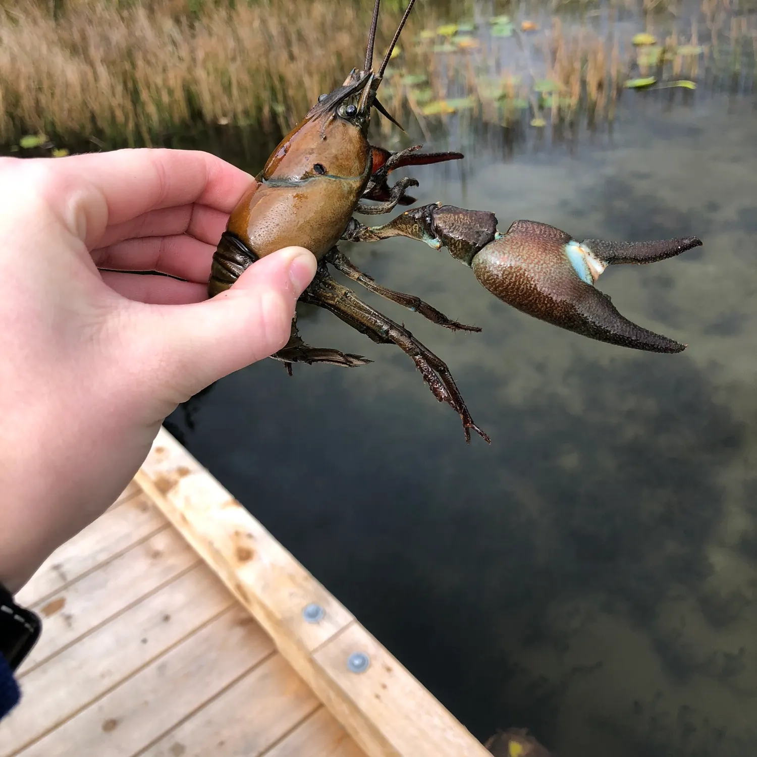 Signal crayfish caught on Fishbrain