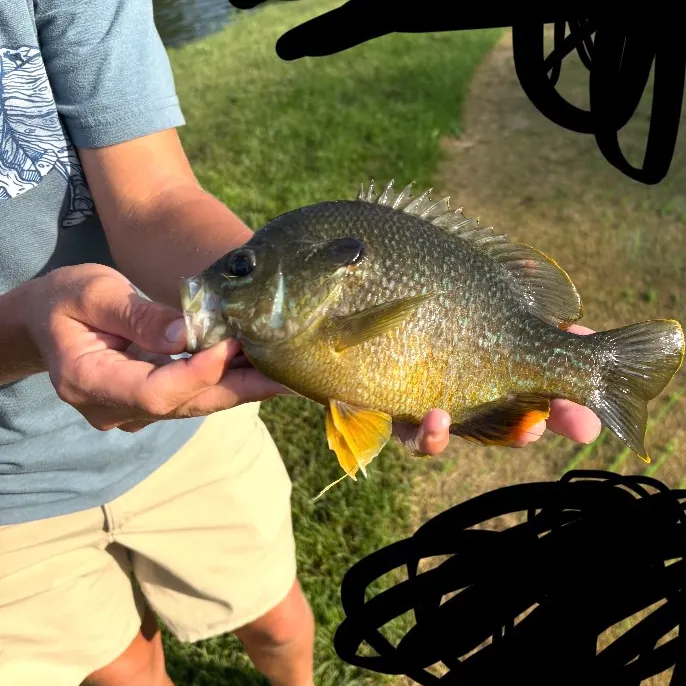 Greengill hybrid caught on Fishbrain