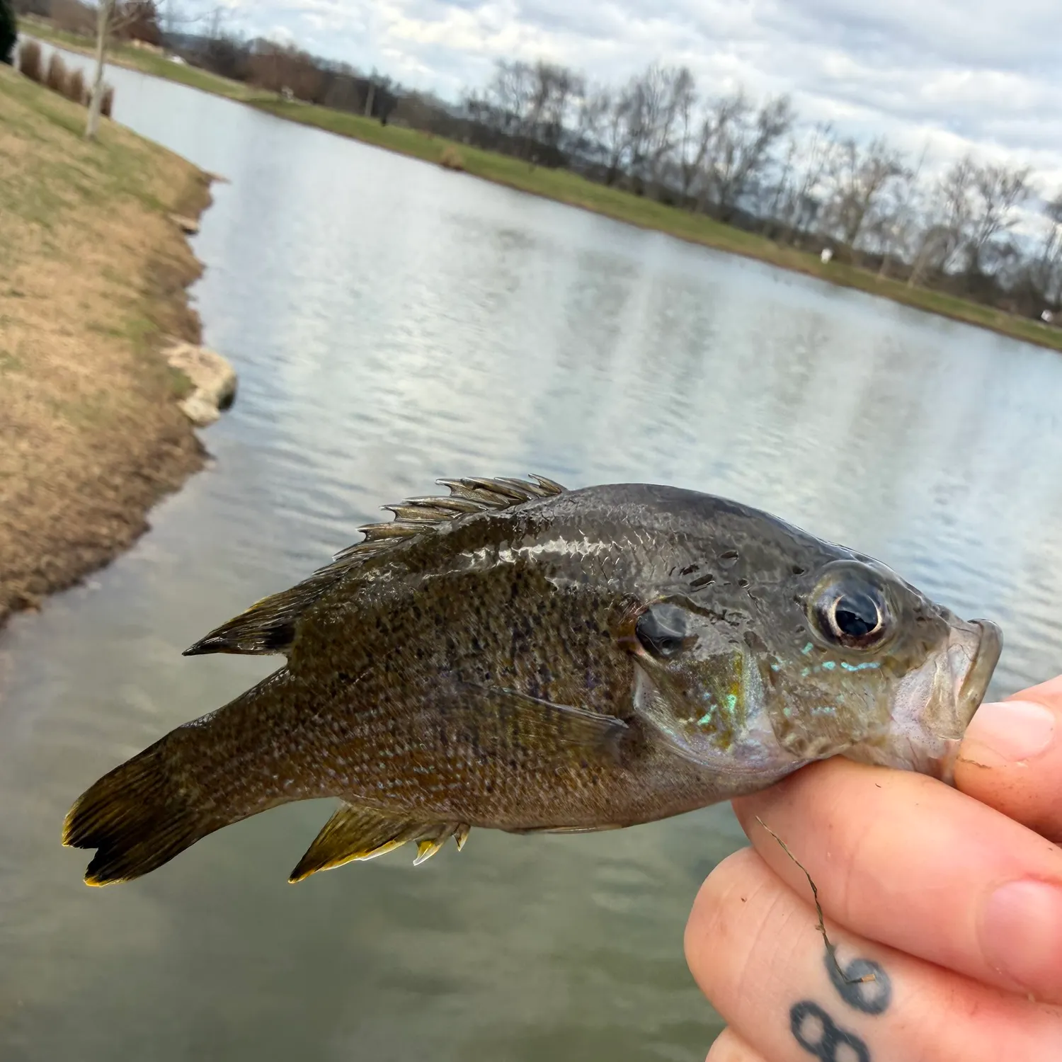 The most recent Green sunfish catches on Fishbrain