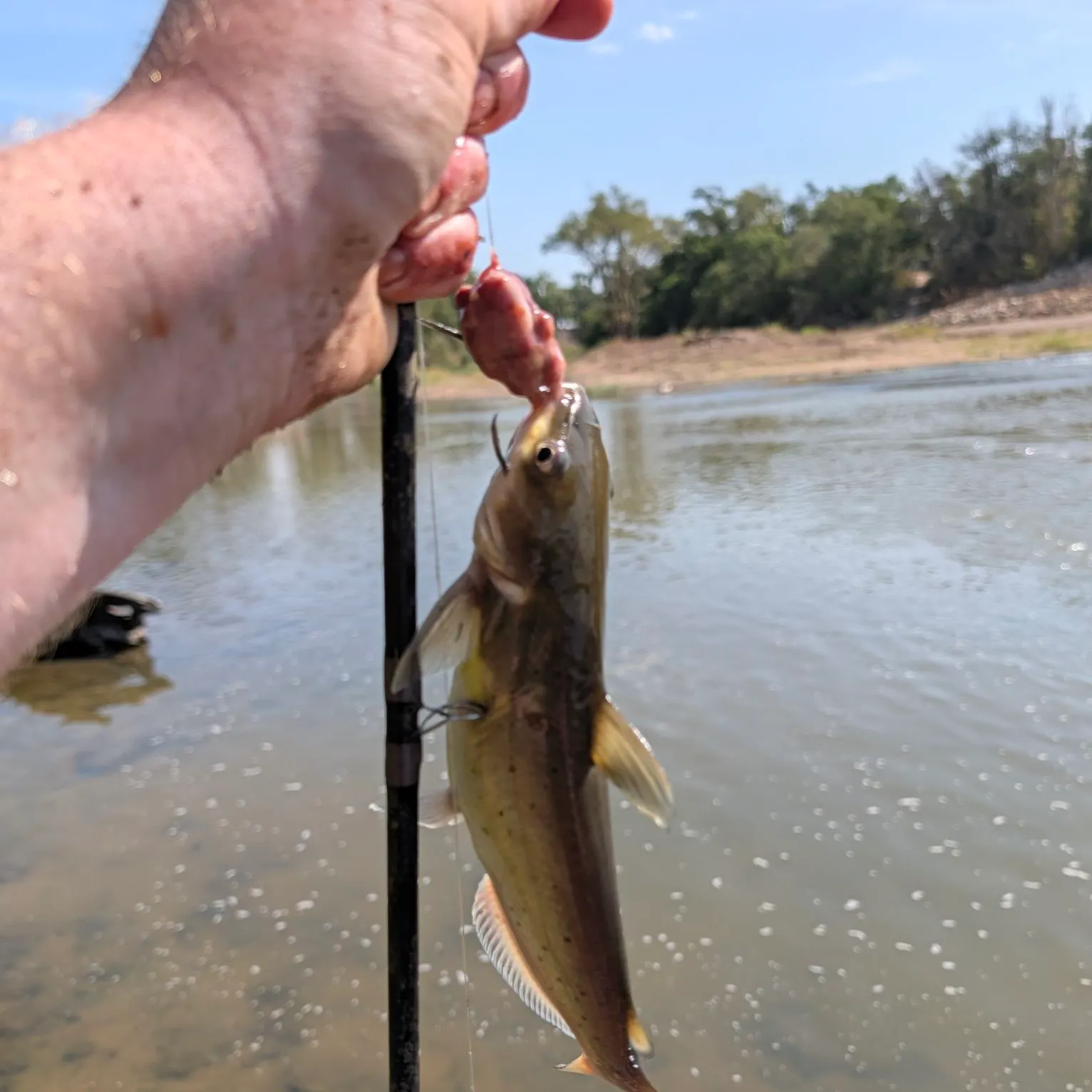 Channel catfish caught on Fishbrain