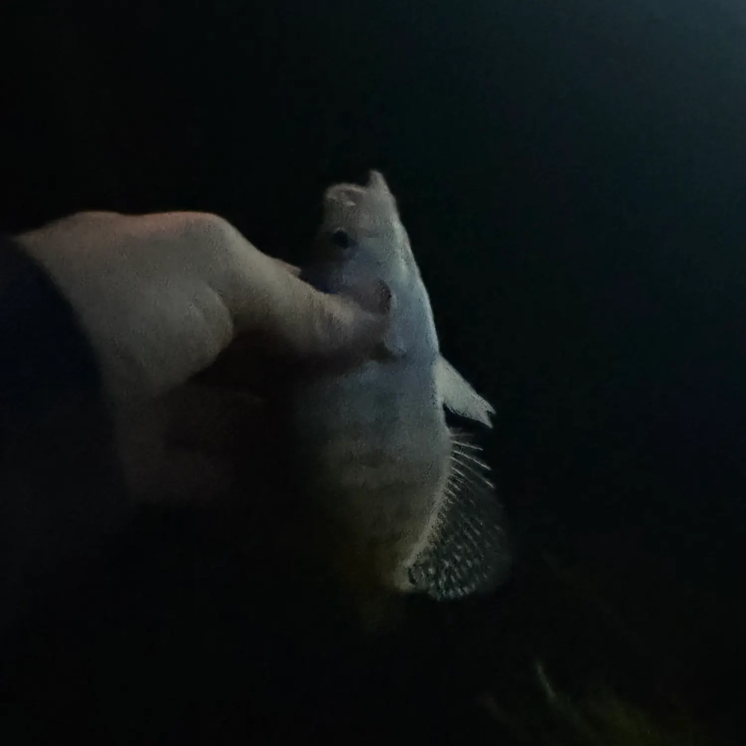 White crappie caught on Fishbrain