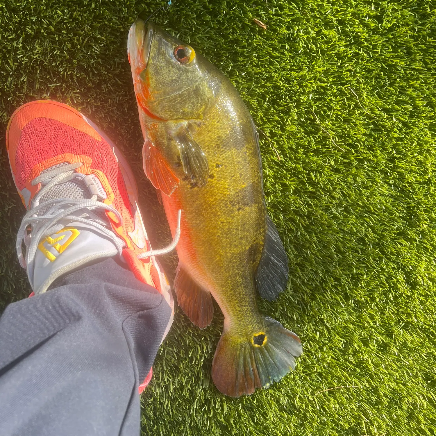 Butterfly peacock bass caught on Fishbrain
