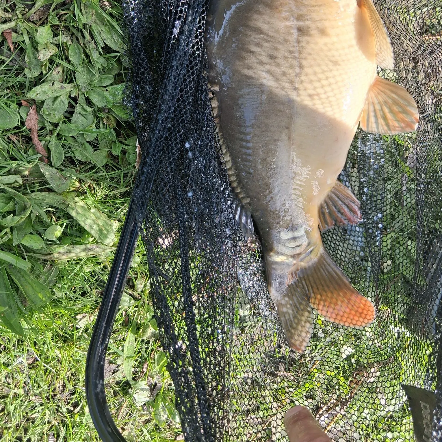 Mirror carp caught on Fishbrain